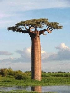 شجرة دم الاخوين